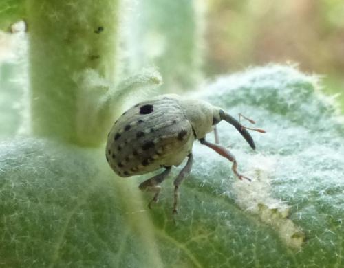 Cionus olivieri